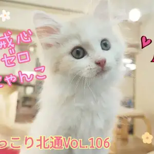 【 ほっこり北通Vol.106 】へそ天ゴロン!甘えん坊なノルくん登場!