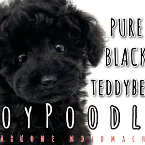 【 トイプードル 】横浜の黒いテディベア!輝く艶ブラックをご照覧あれ!
