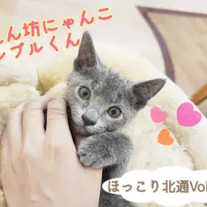 【  ほっこり北通Vol.110 】最強甘えん坊にゃんこロシブルくん登場!