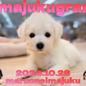 【 イマジュクグラム 】速報!純白のビションフリーゼが横浜今宿店に電撃入店!