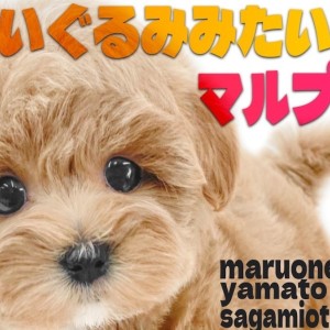 【 マルプー 】一際かわいいMIX犬!ぬいぐるみ系が好きなアナタは必見です!