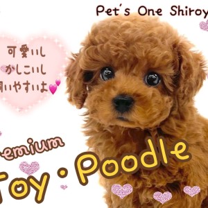 【 トイ・プードル 】見て可愛い、触れて癒されるプレミアムトイプーちゃん降臨!