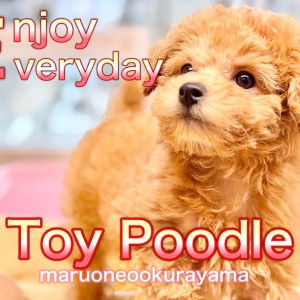 【 トイプードル 】生後77日!元気いっぱい巻き毛が可愛いレッチリガール!