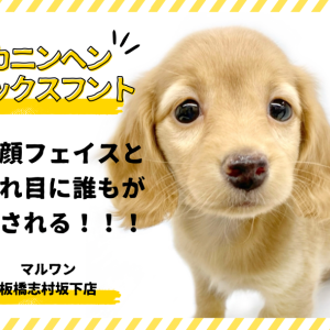 【 カニンヘンダックスフント 】ダックス最小サイズ!童顔に甘えん坊な子犬登場!
