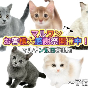 【 子猫紹介 】お客様大感謝祭開催中!東日暮里店に在店中の子猫全頭をご紹介!