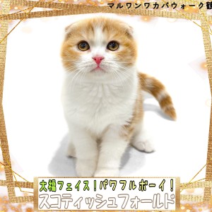 【 スコティッシュフォールド 】大福フェイスのパワフルボーイなスコちゃん!