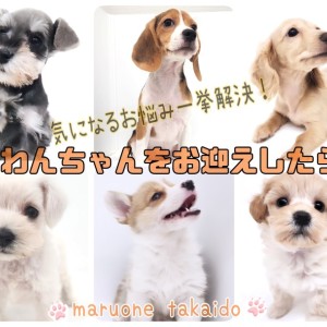 【 お迎え後のポイント紹介 子犬編 】気になるお悩み一挙解決!