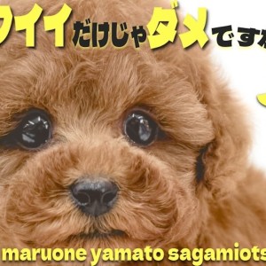 【 トイプードル 】アイドル級の可愛らしさが光る!超濃厚レッドカラーの美形がキタ