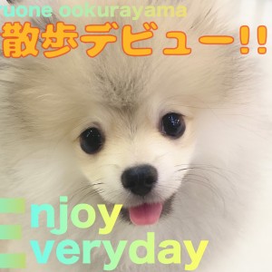 【 ポメラニアン 】楽しい気持ちが伝わる笑顔のお散歩デビューの様子!