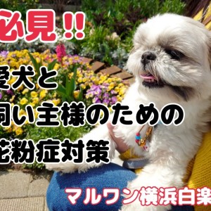 【 花粉症対策 】犬も花粉症になる!?この時期必見の花粉症対策ご紹介