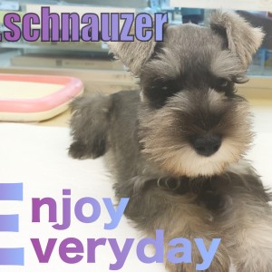 【 ミニチュアシュナウザー 】どこを触っても慣れっこ!触られ待ちスタイル!