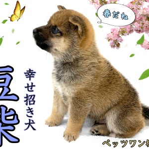 【 豆柴 】暖かい季節になりました。豆ちゃんと一緒に散歩へ行きませんか?