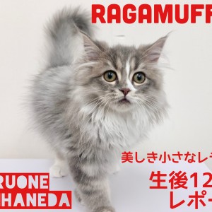【 ラガマフィン 】小さなレディは甘えん坊に成長中!生後120日レポート!