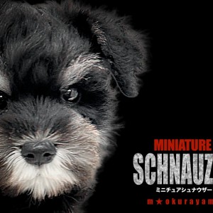 【 ミニチュアシュナウザー 】運動を楽しみたい方必見！ナチュラルテールシュナ！