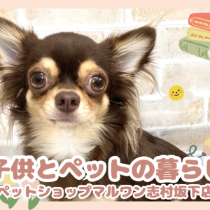 【子どもとペットの暮らし】わんちゃん猫ちゃんが子どもに教えてくれること