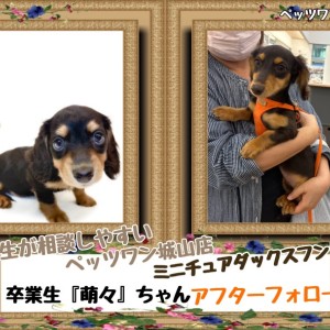 【 ペッツワン城山店のお迎え後サポート 】卒業生の『萌々』ちゃんが来店