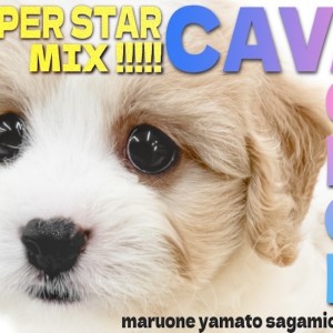 【 MIX 】SNS人気はインフルエンサー並み!ブレンハイムキャバションの女の子