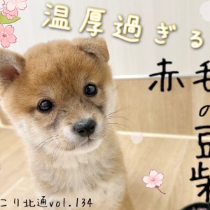 【 ほっこり北通Vol.134 】赤毛の豆柴くん、おっとり可愛らしい様子を大公開!