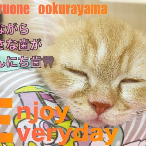 【 ミヌエット 】リラックスモードで見れる小さな歯が、こんにち歯!