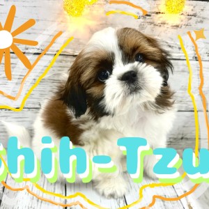 【 シーズー 】フワフワで今にもほっぺが落ちちゃいそうな愛され丸顔の男の子