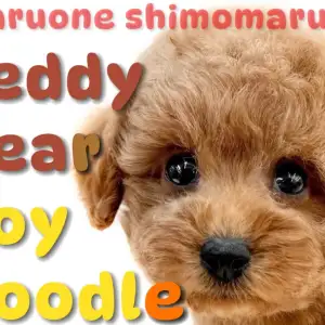 【 トイプードル 】濃厚レッドカラーが眩しい!テディベア系のルックスを持つ男の子