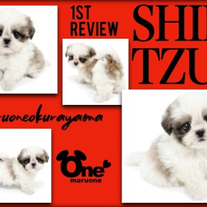 【 シーズー 】クラシックスタンダードの名にふさわしい美シーズー!!