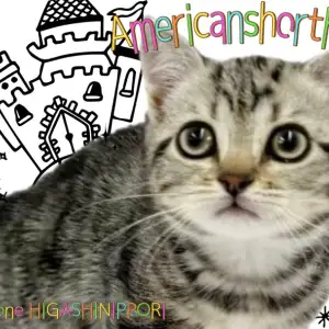 【 アメリカンショートヘア 】毛並みに宿る芸術、クラシックタビーの女神降臨！
