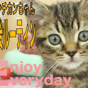 【 マンチカン 】ごちそうさまの後のルーティンをご紹介!!