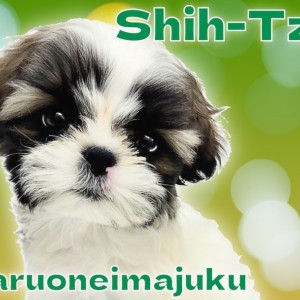 【 シーズー 】初心者必見!短足おっとり系の女の子の魅力を徹底解説!