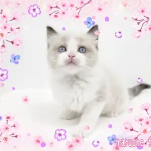 【 ラグドール 】可愛くて美しい!シールポイントバイカラーのまんまる男子!