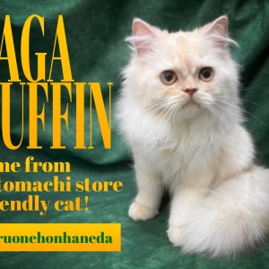 【 ラガマフィン 】優しい瞳で語りかけるほんわかプリンスがマルワン本羽田店に登場