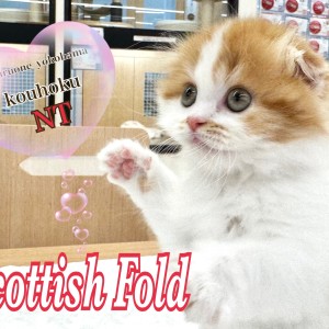 【 スコティッシュフォールド 】初心者にも育てやすい人気猫種!折れ耳スコの女の子