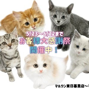 【 お知らせ 】お客様大感謝祭開催中!東日暮里店に在店中の子猫全頭をご紹介!