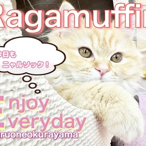 【 ラガマフィン 】右よーし!左よーし!今日もお気に入りの場所からニャルソック!