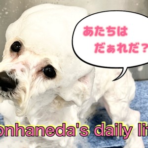 【 ビションフリーゼ 】はじめてのカットにドキドキ！純白のハッピーガール！