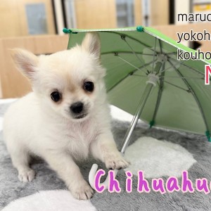 【 チワワ 】抱き心地抜群、むっちりボディのチワワちゃんが仲間入り!