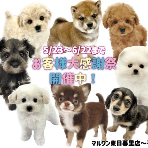 【 お知らせ 】お客様大感謝祭開催中!東日暮里店に在店中の子犬全頭をご紹介!
