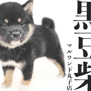 【 豆柴 】人気の黒毛カラー!小さな体に詰まった魅力満載の男の子が大田区にキタ!