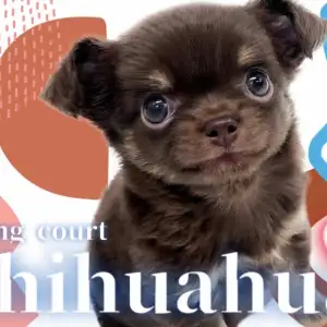 【 チワワ 】甘い香りを漂わせる濃いめのチョコタン!小さな激カワたぬきっチワワ!