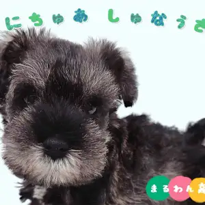 【 ミニチュアシュナウザー 】超甘えん坊な性格に甘いお顔の男の子が杉並区に登場！