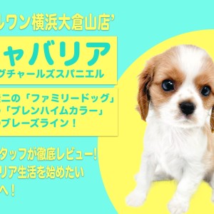 【 キャバリア 】最高の家庭犬代表!家族の絆をもっと深めるキャバちゃん!