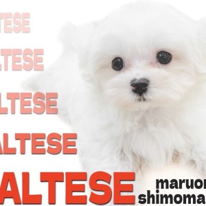 【 マルチーズ 】マズル短めのドワーフ体型が特徴的な純白の子犬が大田区に登場!