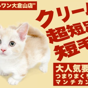 【 マンチカン 】コミカルな動きと温かな毛色の短足王子様は究極の甘えん坊!