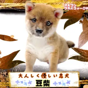 【 豆柴 】落ち着きのある優しい性格の小さな男の子