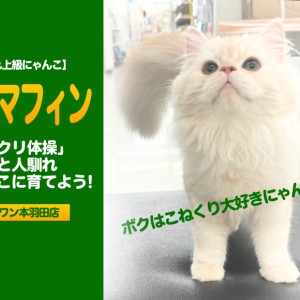 【 ラガマフィン 初心者必見 】「こねくり体操」でスキンシップトレーニング!