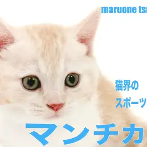 【 マンチカン 】愛嬌をたっぷり詰め込んだマンチカンちゃんの男の子！！