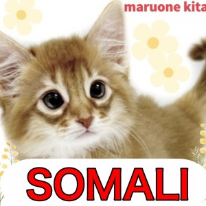 【 ソマリ 】才色兼備で魅力満載な小さな天使!ソマリの女の子入店!