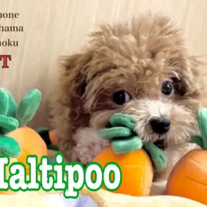 【 マルプー 】今年もやってきた猛暑の夏!マルプーちゃんと快適な暮らしを伝授!