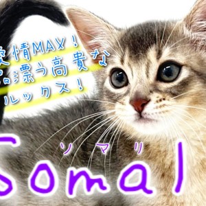 【 ソマリ 】横浜元町に気品と愛嬌を纏ったブルーの宝石が登場！