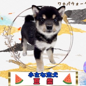 【 豆柴 】小さくってもキリっとイケメンな黒豆ちゃん!